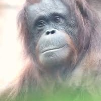 じょんそん